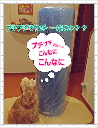 蘭々とプチプチ。.JPG