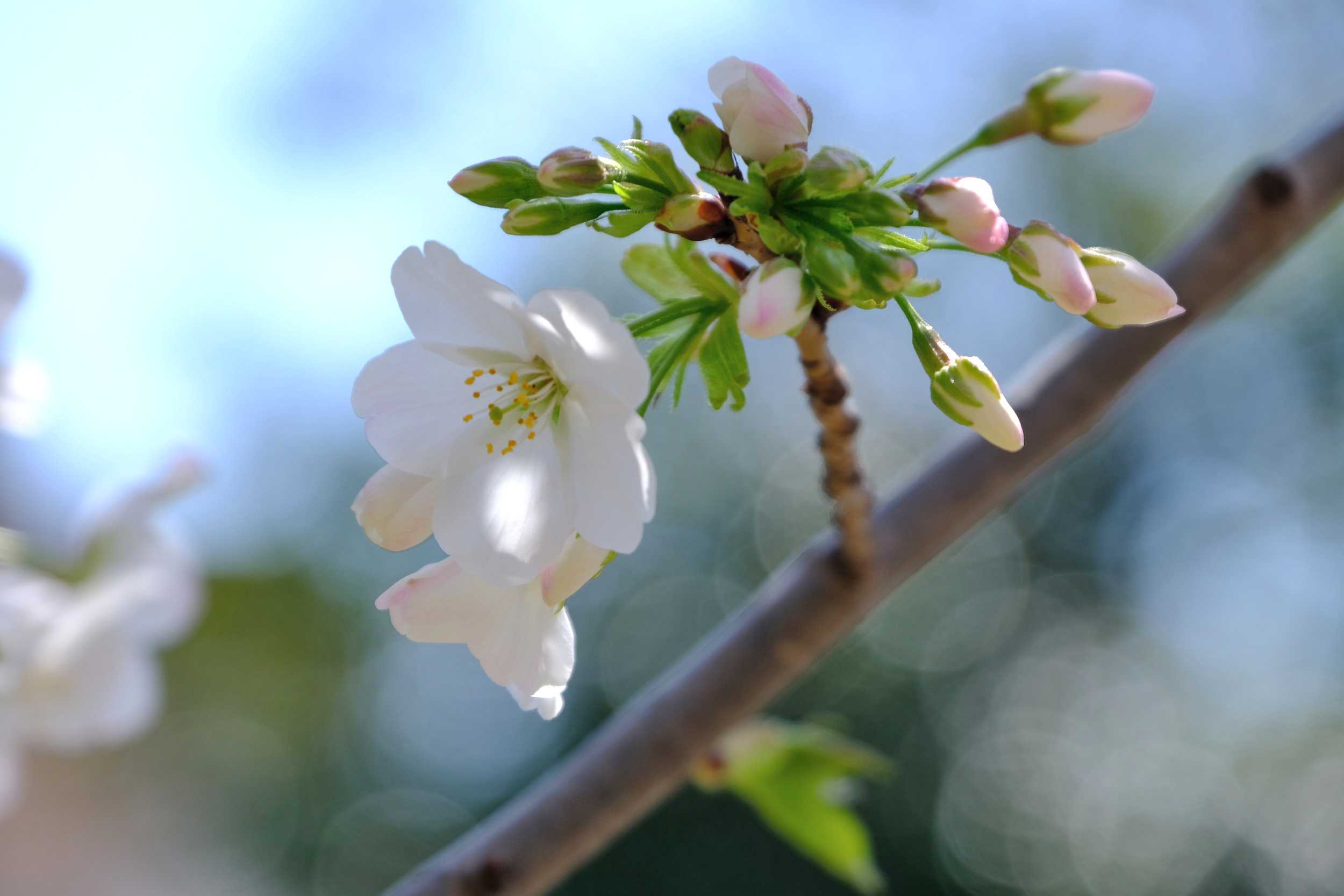 青空バックの大島桜 ソメイヨシノ9日目 南風のメッセージ 楽天ブログ