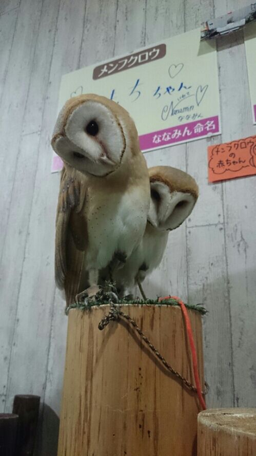 rblog-20151230125244-09.jpg
