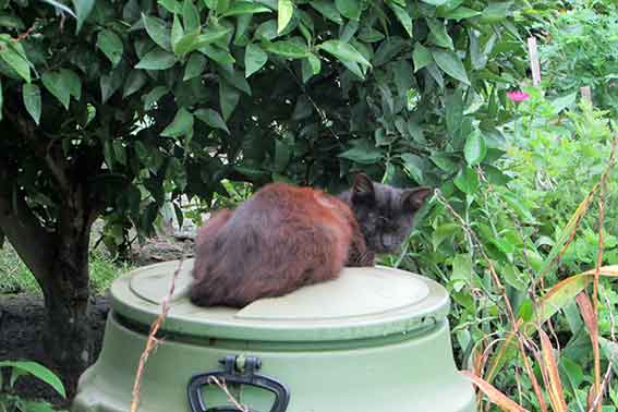 我が家のニャンコ♪2016/07/17-3