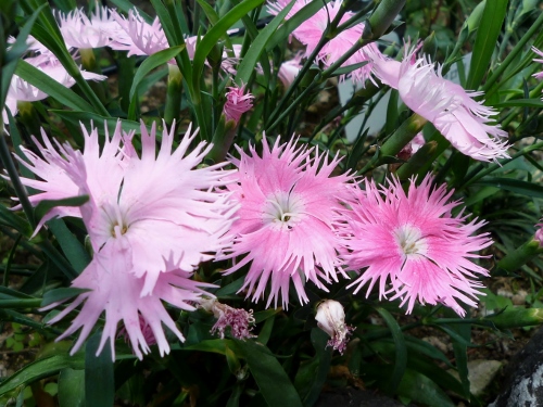 P1150191 (500x375).jpg
