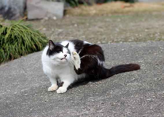 我が家のニャンコ♪2016/3/14-3