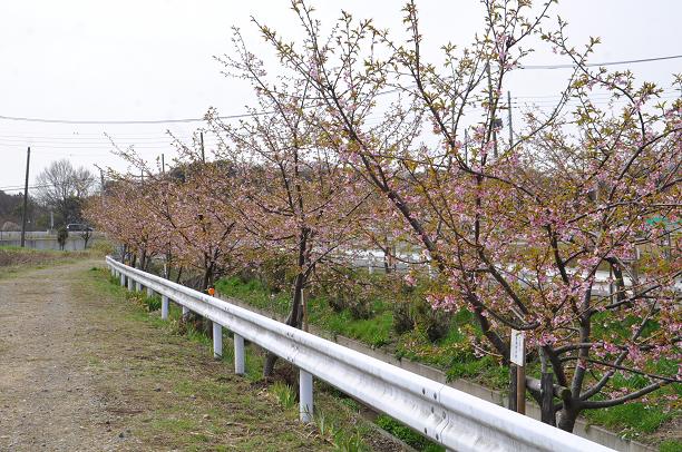 河津桜