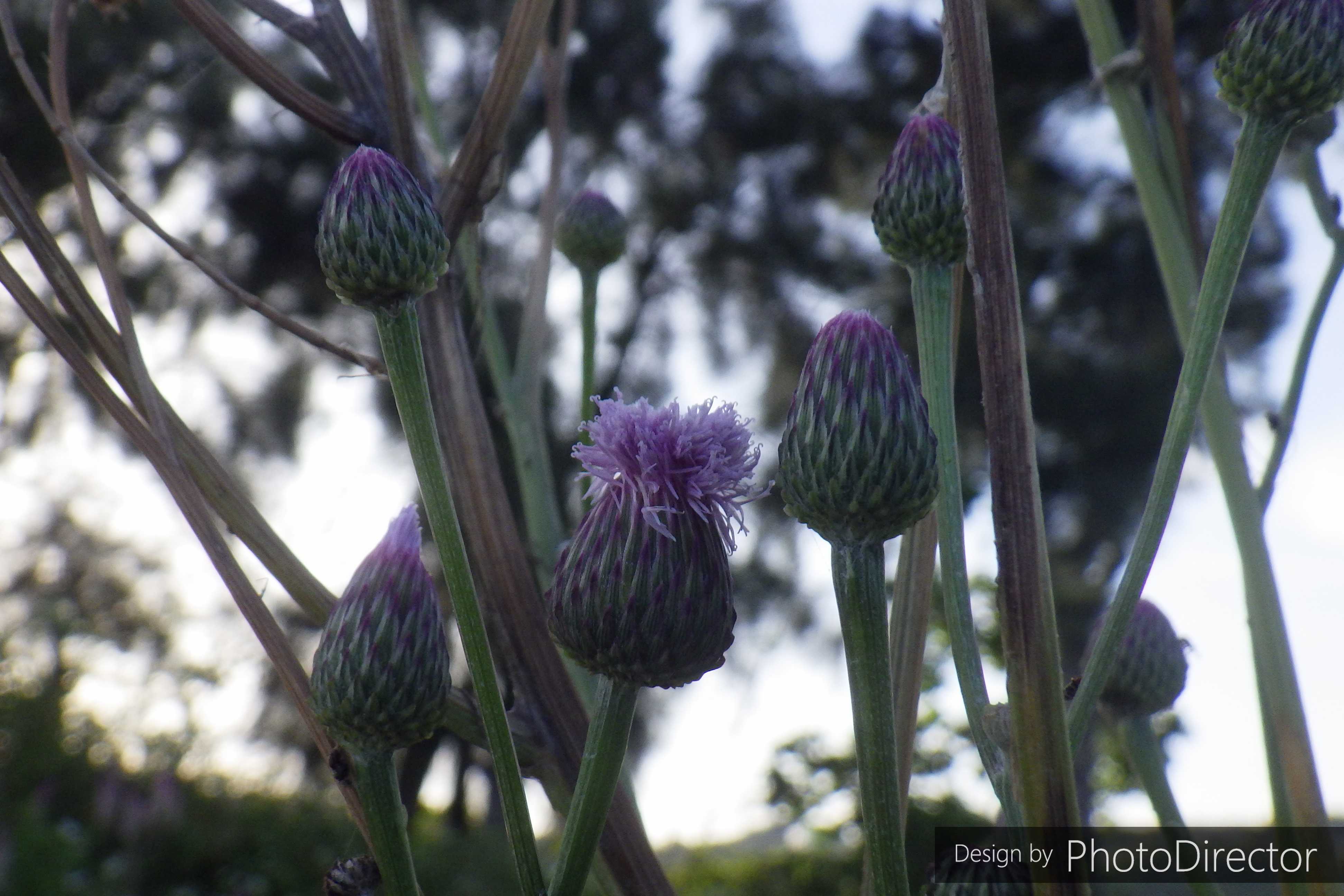人は 言葉 を 親から 学ぶしかない そうやって 親の負った 心の病 すなわち 言 葉 の 病 を 継承するのだ としても 少しも不思議はないではないか ねこログ 楽天ブログ