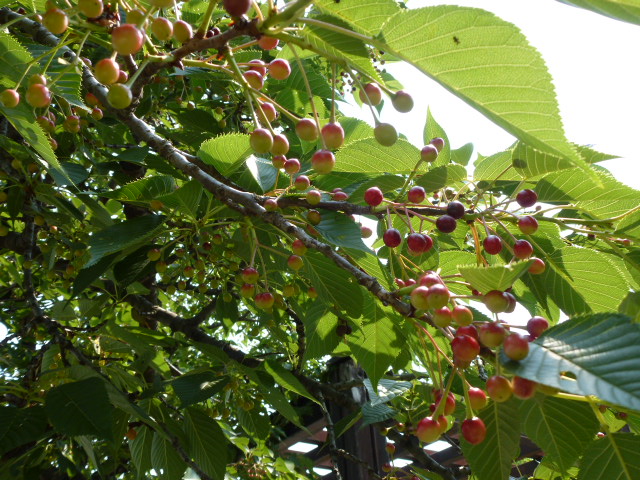 587 桜の実