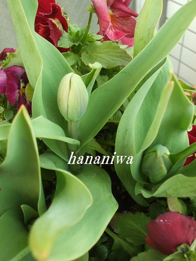 ちゅりっぷの花芽.JPG