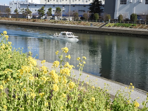 しながわ花海道にて