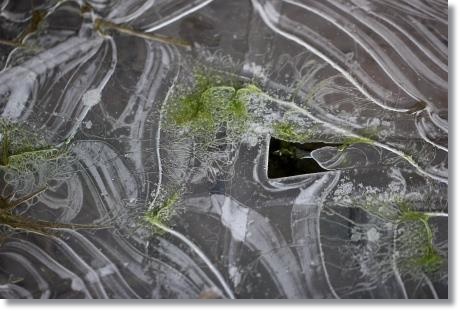 大野湊緑地公園-16 氷-1 15.1.21