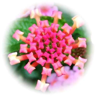 ランタナのツボミ