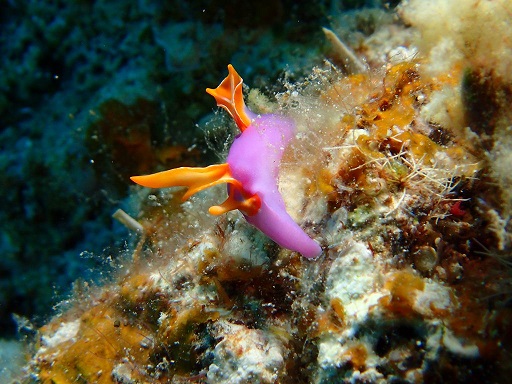 umiusi514.jpg