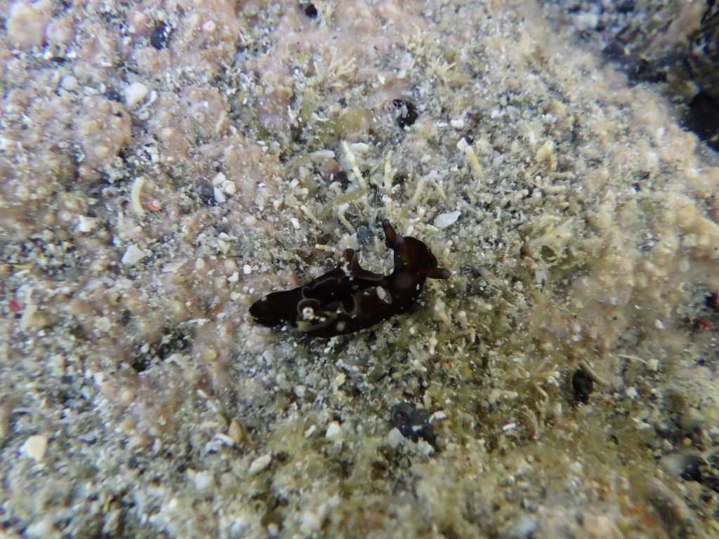 串本磯採集2023年7月下旬33　アプリシア・ニグロチンクタ（Aplysia nigrocincta）