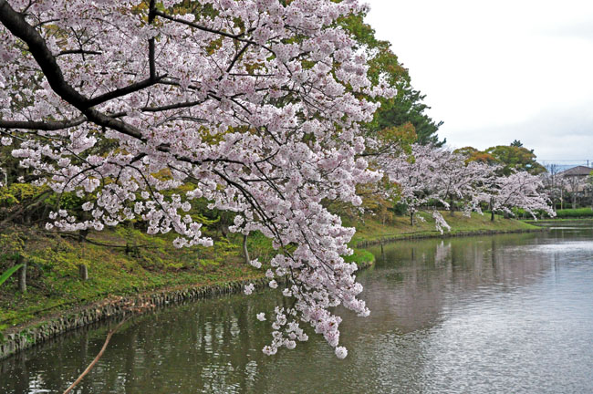 桜４