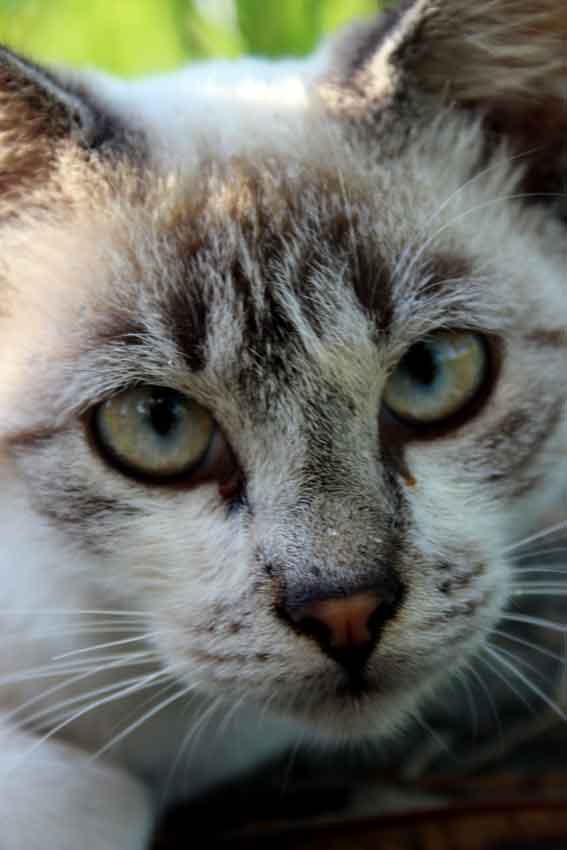 我が家のニャンコ♪2013/10/8-3