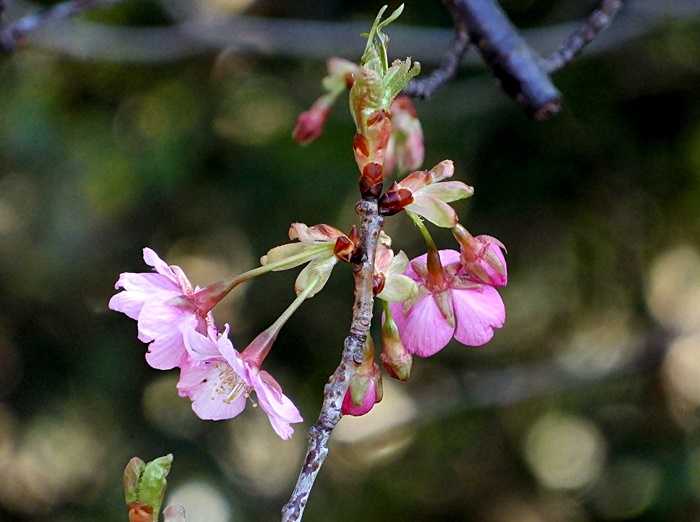 河津桜210222