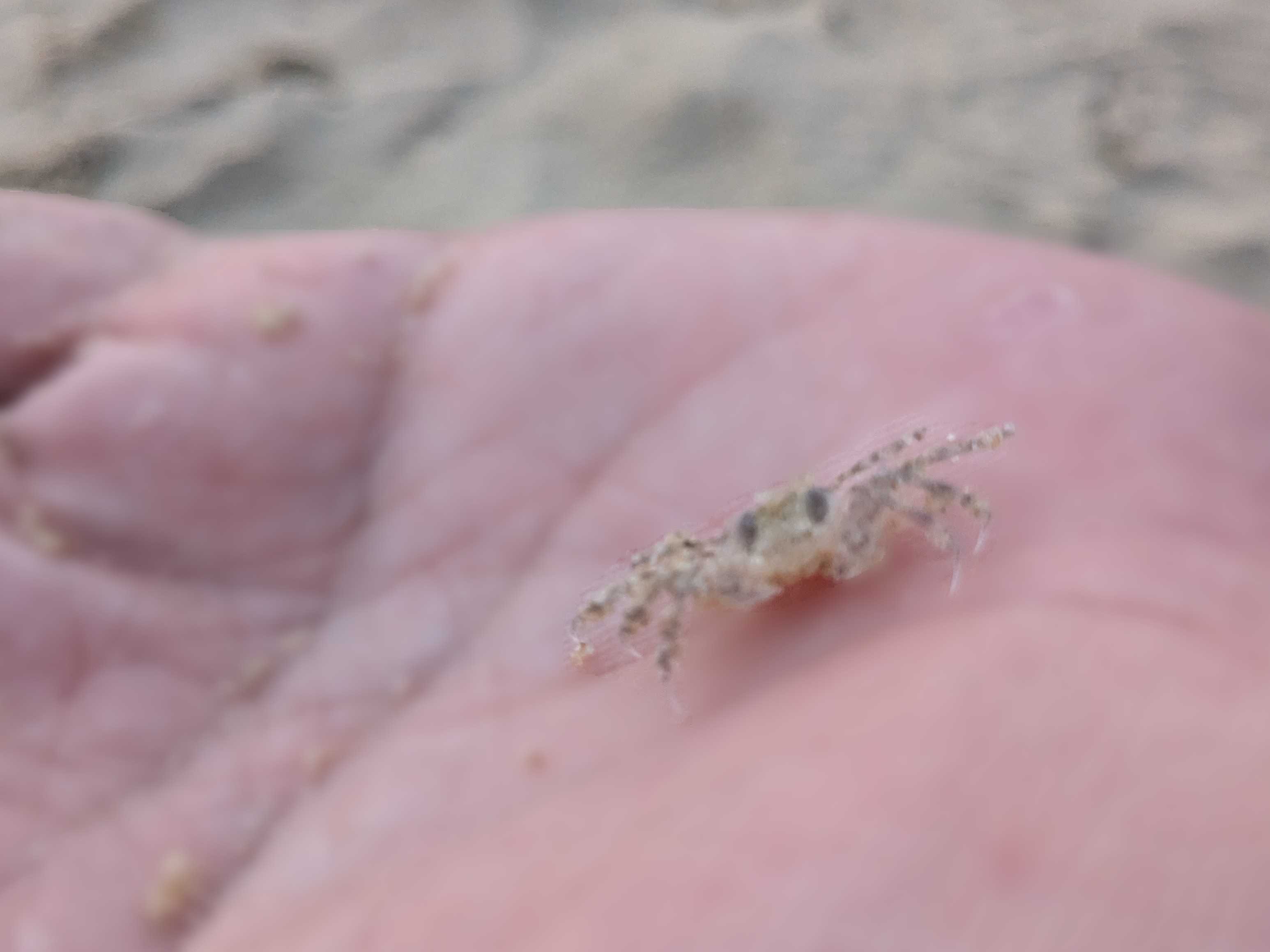 西表島ホテル by 星野リゾート　月ヶ浜にいたカニ