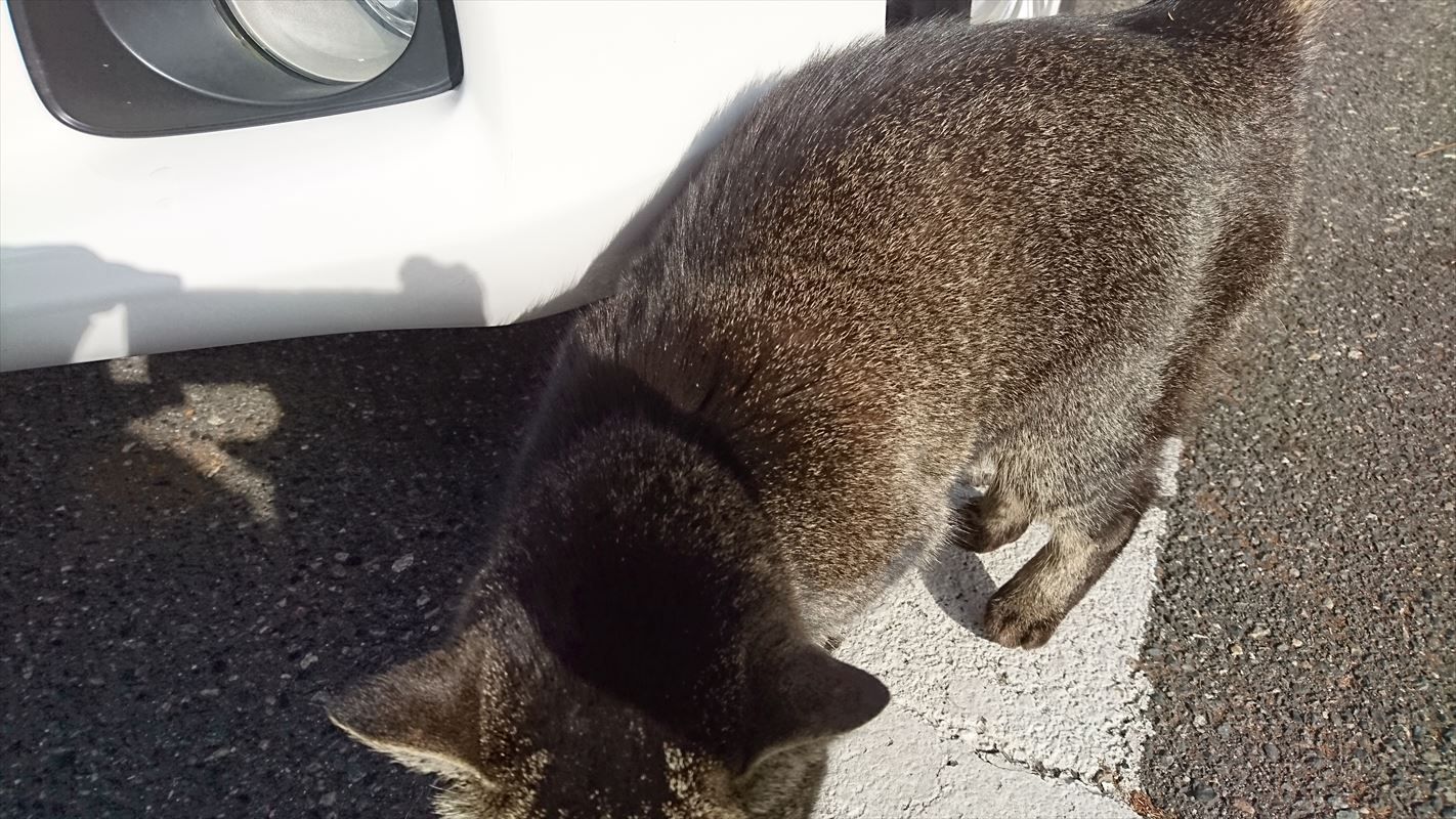 人なつっこいブサ猫 ラジオ ときどきラーメン２ 楽天ブログ