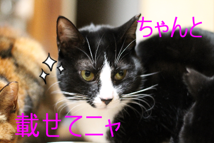 /media/mariko/145A-C337/IMG_041712.png