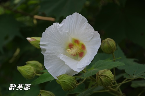 浜離宮恩賜庭園にて