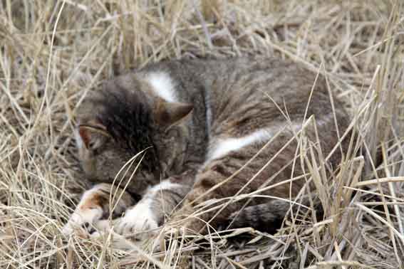 我が家のニャンコ♪2014/03/30-3