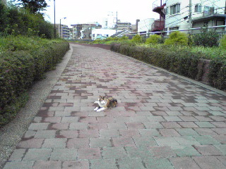 東横フラワー緑道猫2012年８月