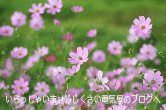 オステオデュオ フォスのリーフレット