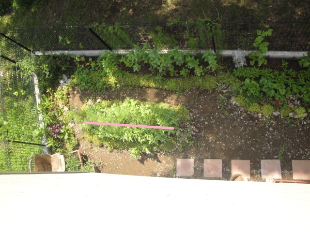 DSC01573 コスモス.jpg