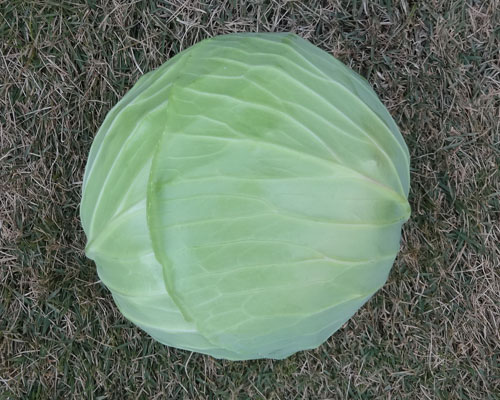 キャベツ３.jpg