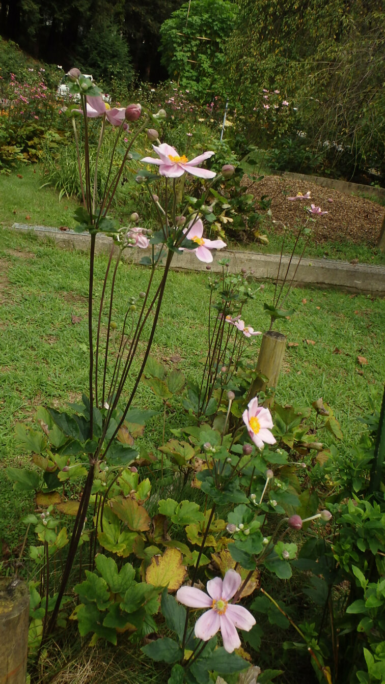 150913秋明菊３.jpg