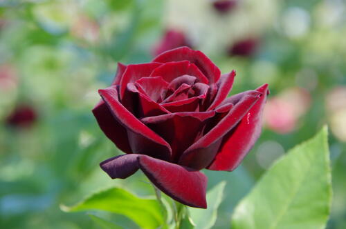 生田緑地ばら苑の秋薔薇