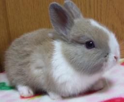 BBbaby1B6-10-2012.JPG