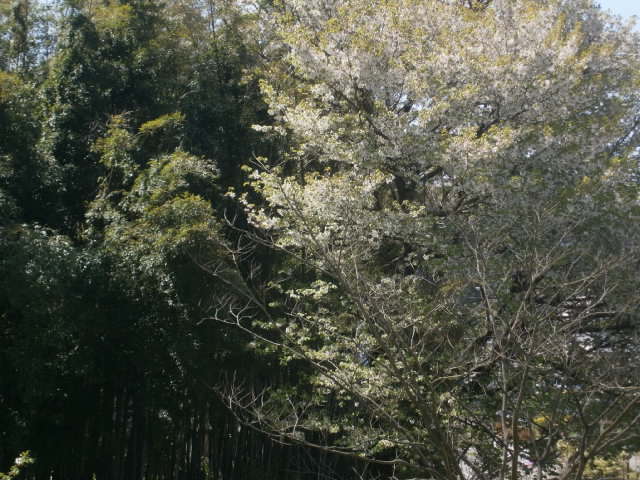 P4240017.JPG