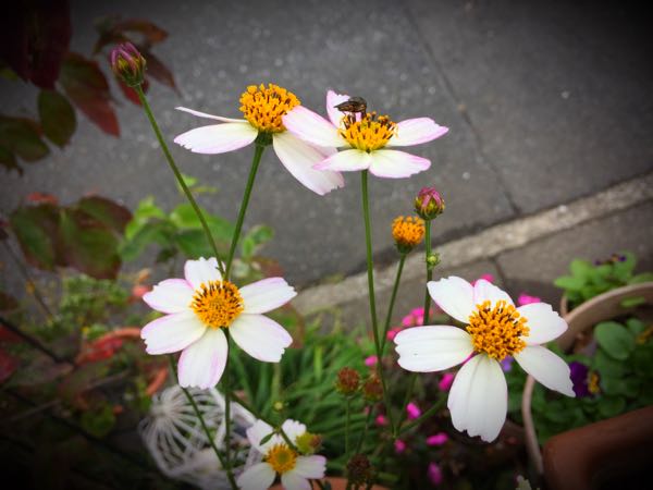 rblog-20151029145601-04.jpg