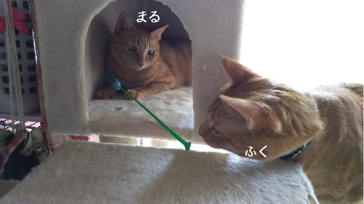 まるとふく
