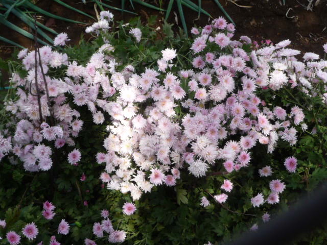216 菊、ピンク