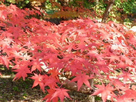 紅葉2013.jpg