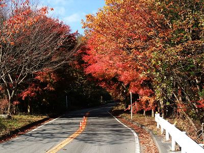 20121125紅葉A