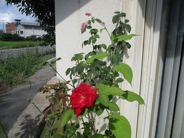IMG_8807ss.jpg