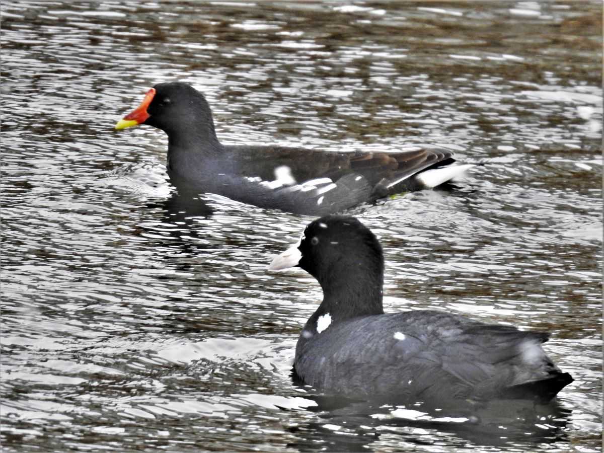 ポ トアイランドの野鳥 その１ 水鳥 バン オオバン コサギ カワウ アオサギ カルガモ Hanadai S Ocean 楽天ブログ