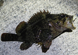 10時2分タケノコ16ｃｍ