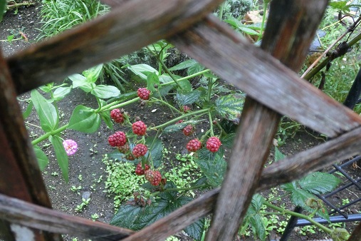 ブラックベリー