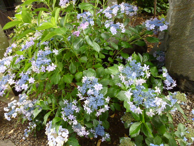 148 紫陽花