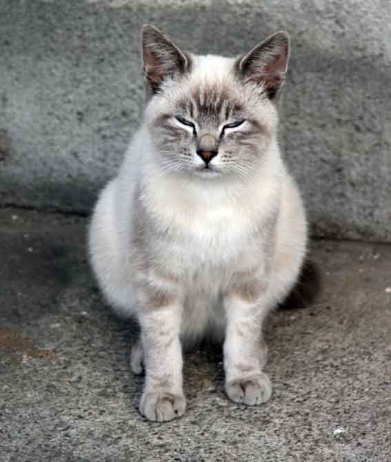 我が家のニャンコ♪2014/02/21-5