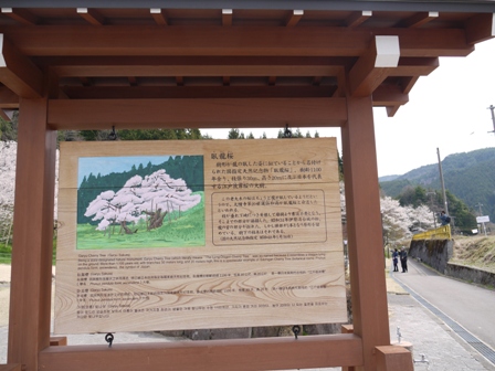 \飛騨臥龍桜２２