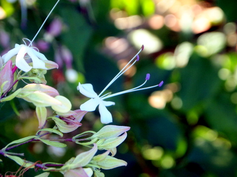 クサギの花　おめかし