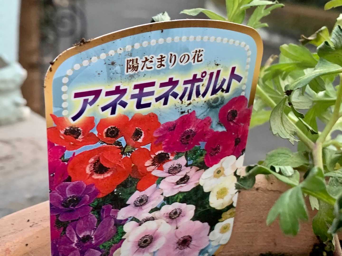 カインズホームで鉢 花苗を買いました 一口茶屋 整形外科へ行き 帰ってから花苗を植え付けました Music Land 私の庭の花たち 楽天ブログ