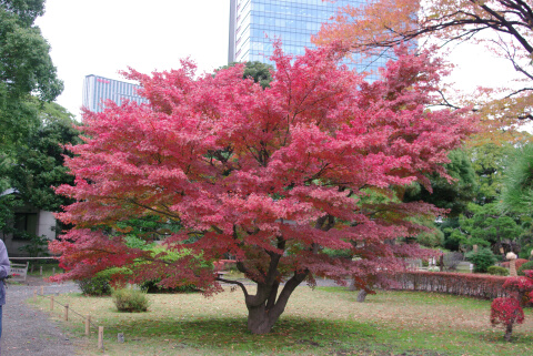 浜離宮恩賜庭園