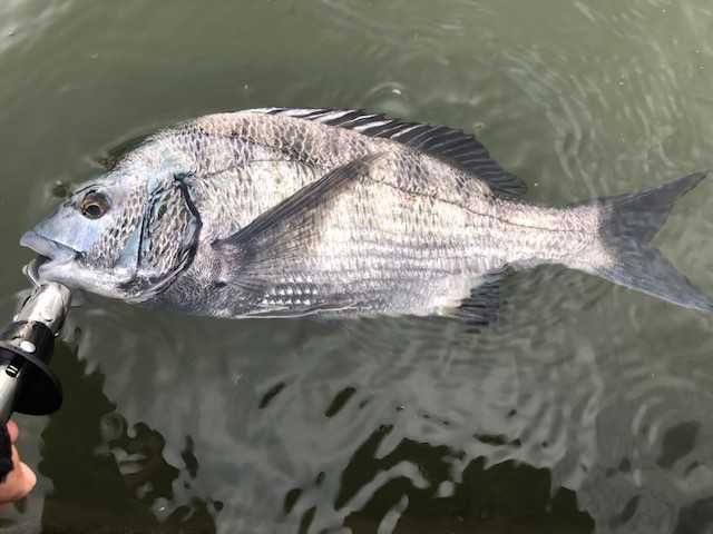 浜名湖 ヘチ釣り 浜名湖周辺 開拓中 楽天ブログ