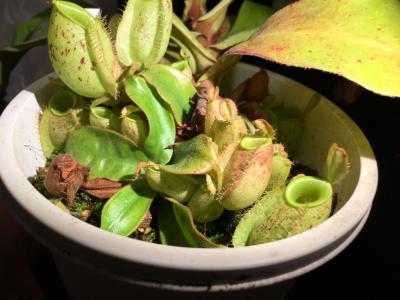 ウツボカズラ ネペンテス ベントリコーサ 挿し木 在来系 2 食虫植物