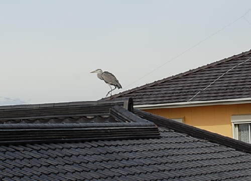 DSC_0052.JPG