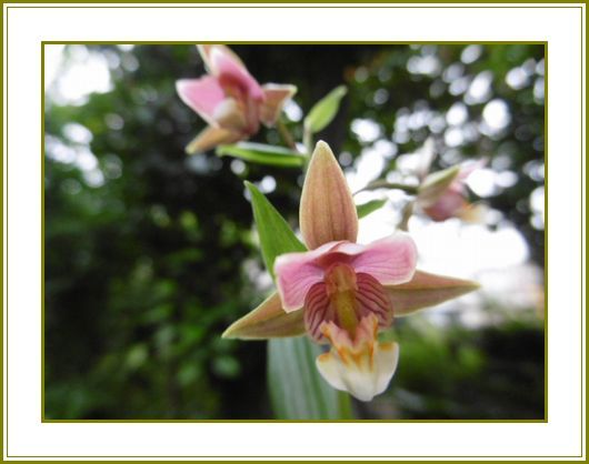 令和２年６月23日）柿蘭の花は控えめ夏座敷♪ | 花の歳時記 （天南星の魅力＆山野草） - 楽天ブログ